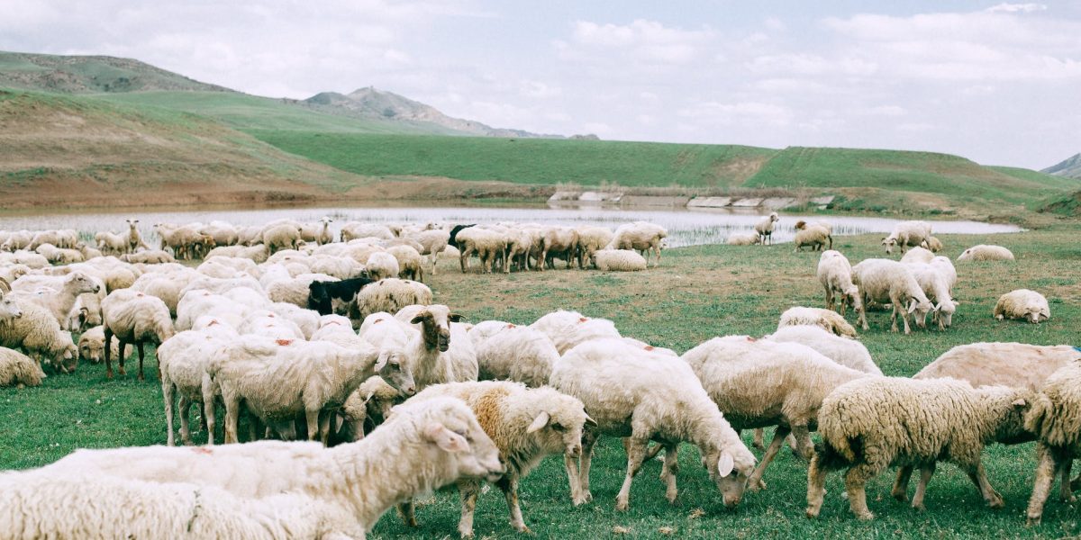 yem ham maddesi nakliyesi